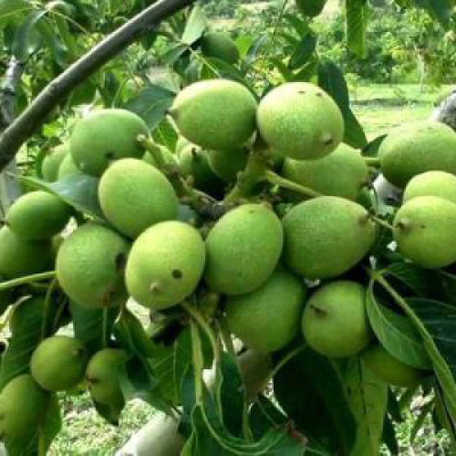 نهال گردو ژنوتیپ